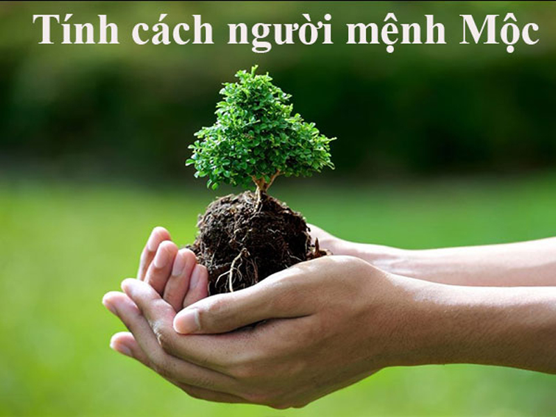 Mệnh Mộc tượng trưng cho sự sống thực vật, cây cối trong thiên nhiên